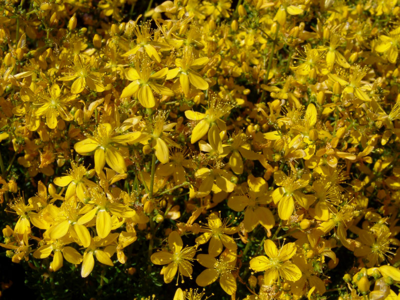 Hypericum empertifolium (Willd.), PARNITHA-2