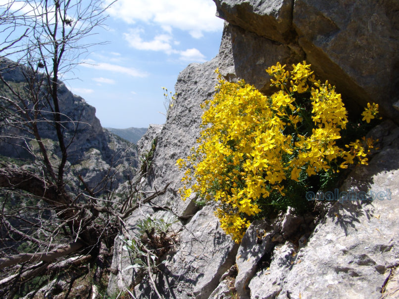 Hypericum empertifolium (Willd.), PARNITHA-3