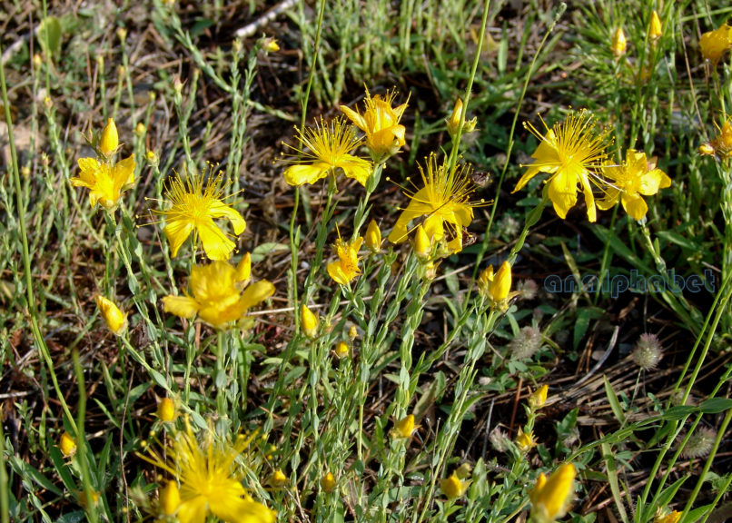 Hypericum olympicum (L.), TAYGETOS-1