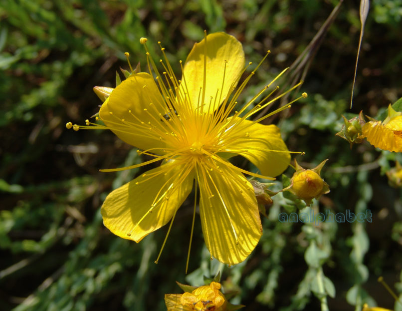 Hypericum olympicum (L.), TAYGETOS-2