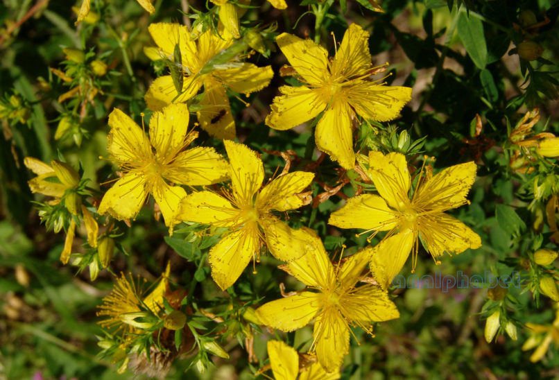 Hypericum perforatum (L.), AGRAFA-KAZARMA-1