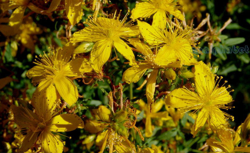 Hypericum perforatum (L.), PARNITHA-1