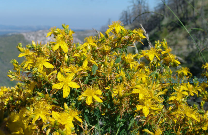 Hypericum perforatum (L.), PARNITHA-2
