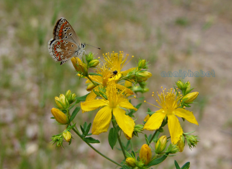 Hypericum perforatum (L.), PARNITHA-3
