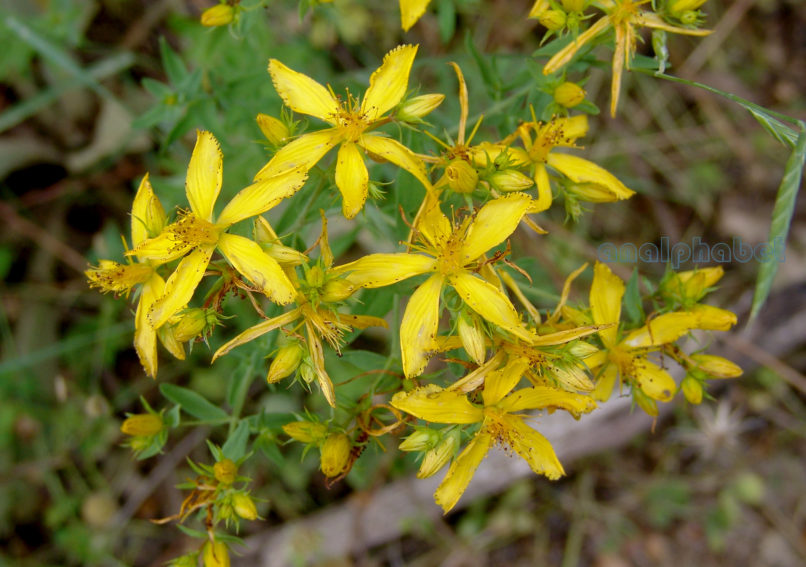 Hypericum perforatum (L.), TAYGETOS-1