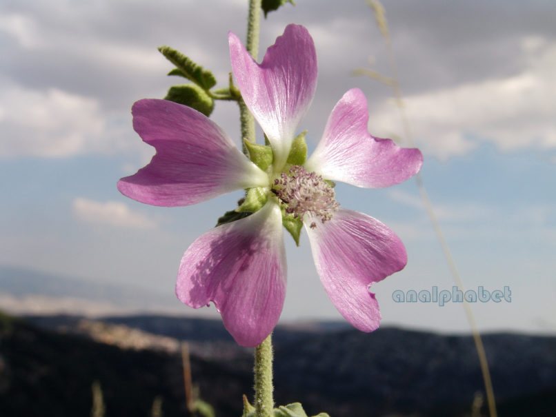 Lavatera bryoniifolia (Mill.), PARNITHA-1