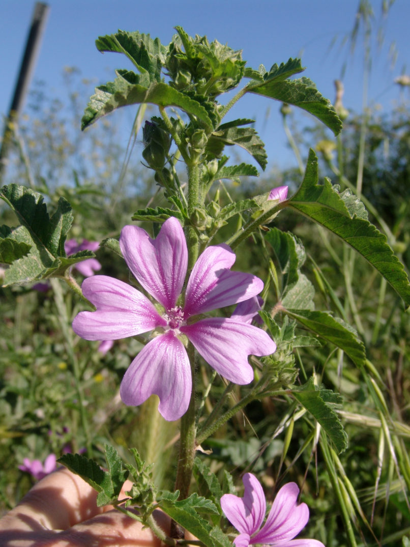 Lavatera cretica (L.), ZAKYNTHOS-SARAKINADO-2