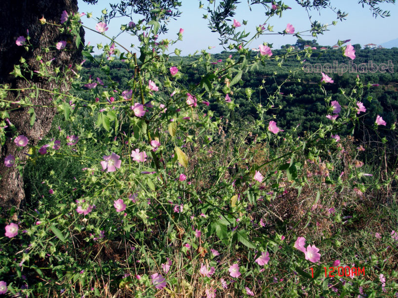 Lavatera trimestris (L.), ZAKYNTHOS-1