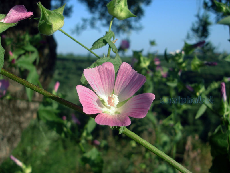 Lavatera trimestris (L.), ZAKYNTHOS-2