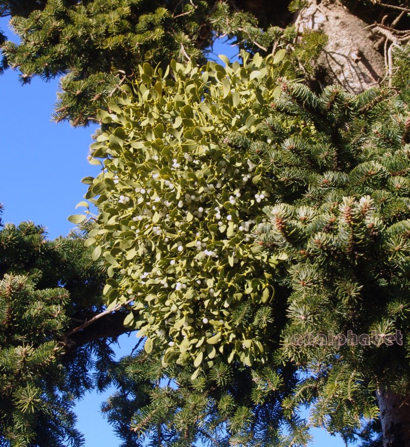 Viscum album (L.), PARNITHA-2