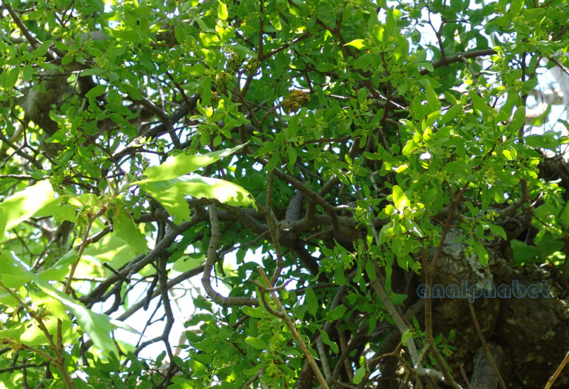 Loranthus europaeus (Jacq.), DIRFYS-1