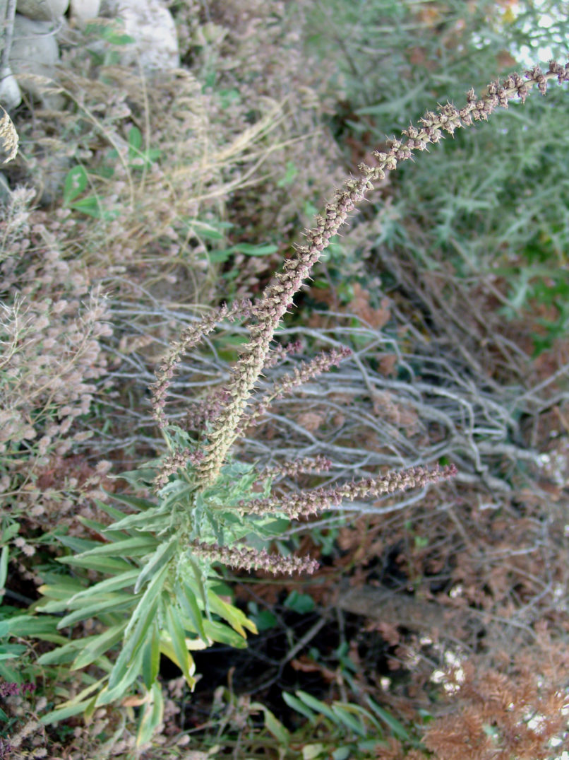 Lysimachia atropurpurea (L.), AGRAFA-KAZARMA-1