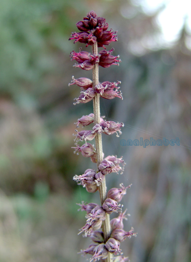 Lysimachia atropurpurea (L.), AGRAFA-KAZARMA-2