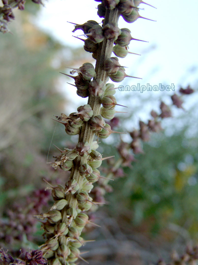Lysimachia atropurpurea (L.), AGRAFA-KAZARMA-3