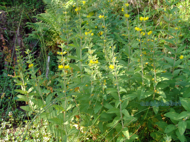 Lysimachia punctata (L.), AGRAFA-KAZARMA-1