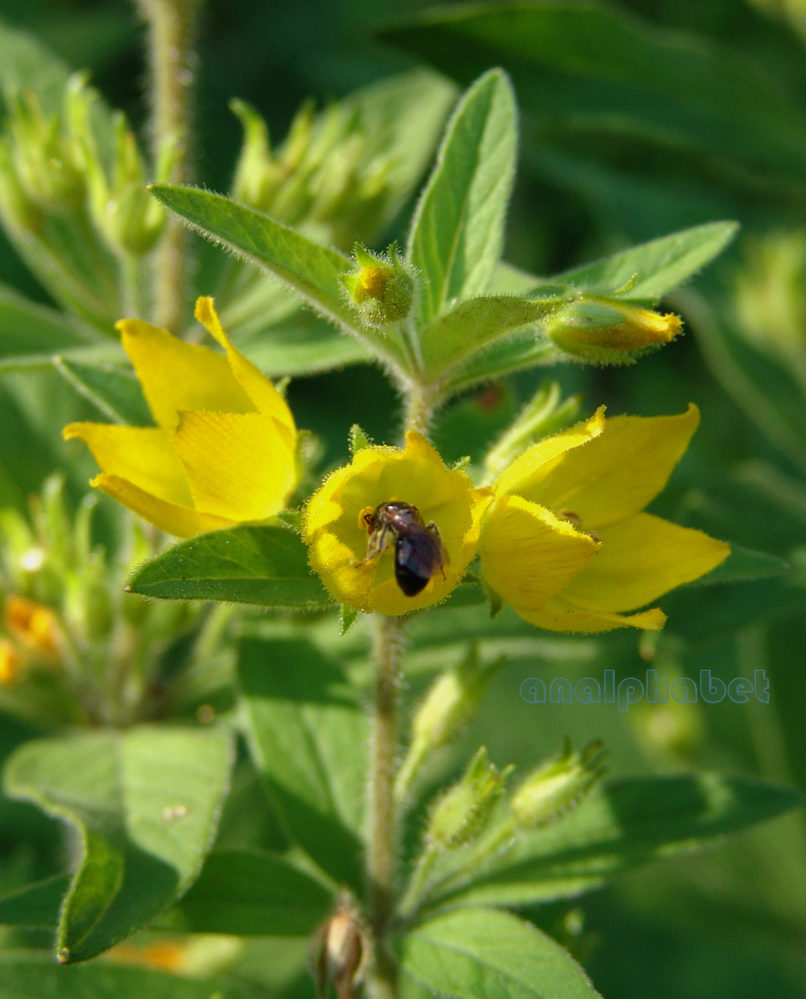 Lysimachia punctata (L.), AGRAFA-KAZARMA-2