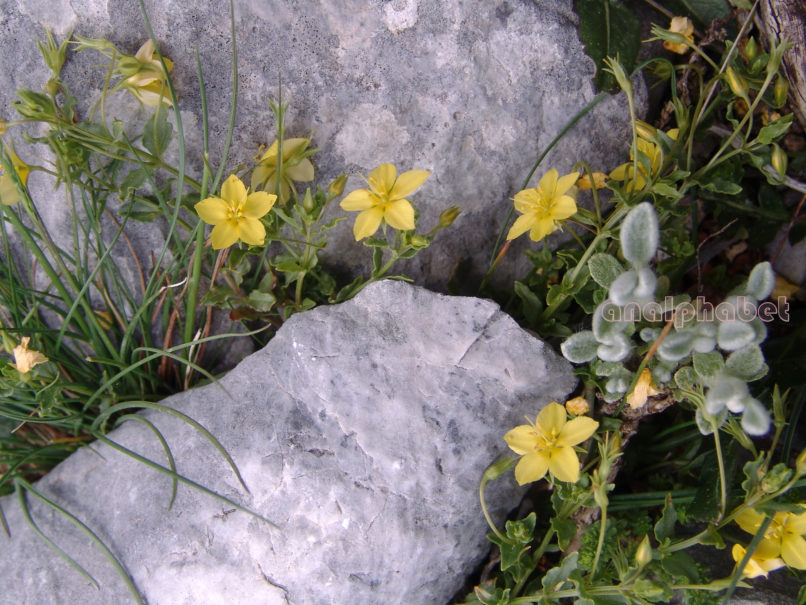 Lysimachia serpyllifolia (Schreb.), DIRFYS-XEROVOUNI-1