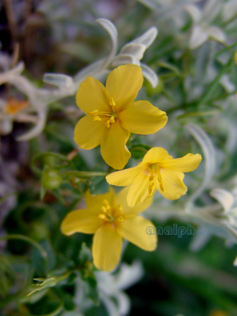 Lysimachia serpyllifolia (Schreb.), GIONA-1
