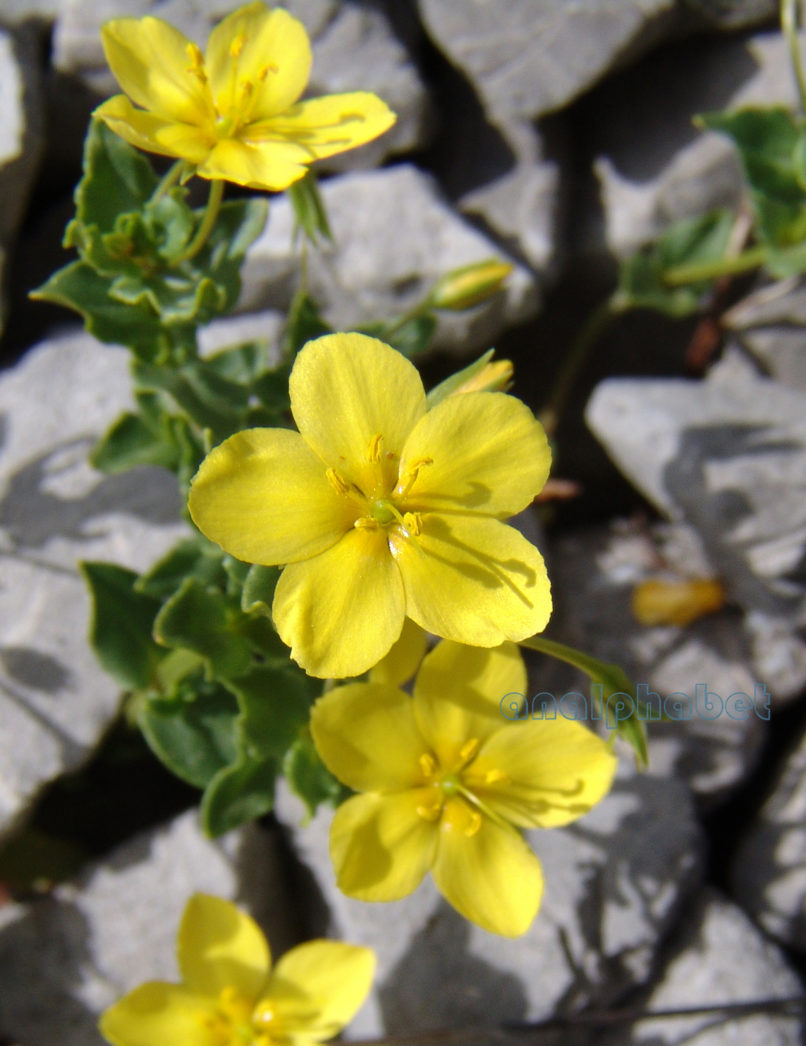 Lysimachia serpyllifolia (Schreb.), PARNASSOS-1