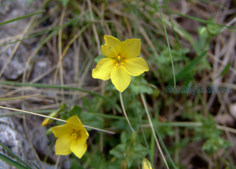 Lysimachia serpyllifolia (Schreb.), TAYGETOS-1