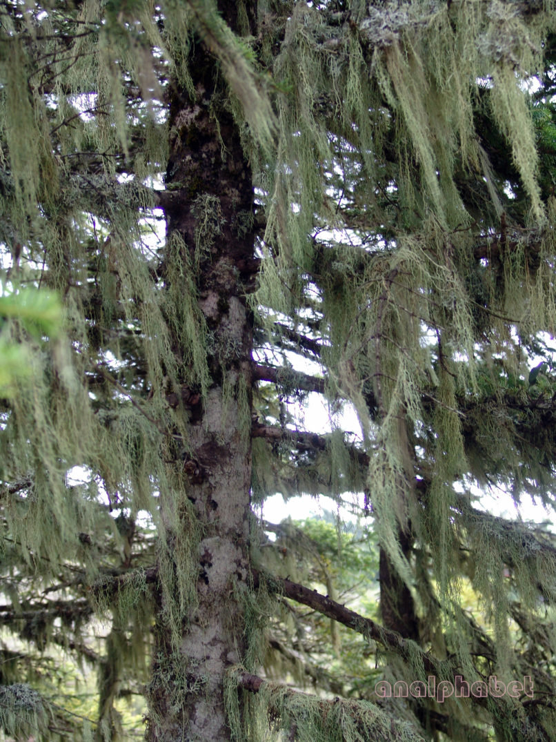 MARCHANTIOPHYTA 1 [?], OITI-1