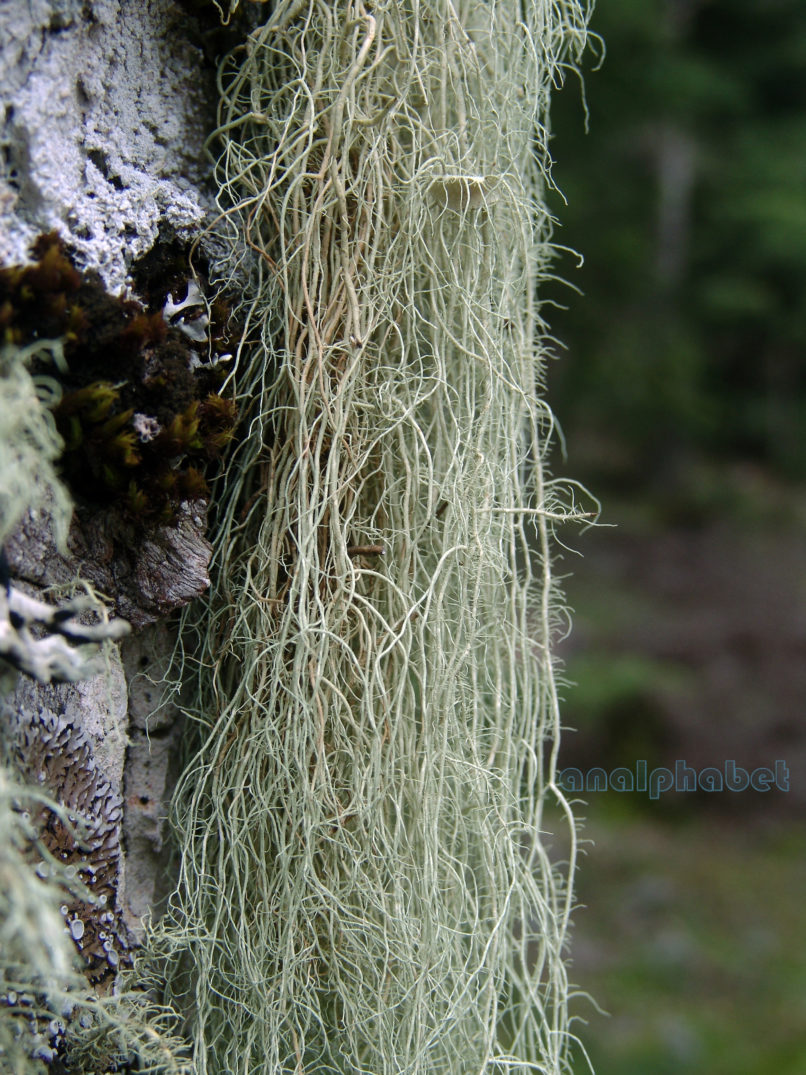 MARCHANTIOPHYTA 1 [?], OITI-2