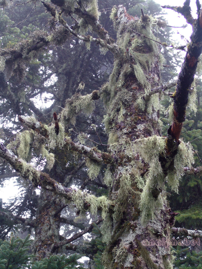 MARCHANTIOPHYTA 1 [?], PARNITHA-1