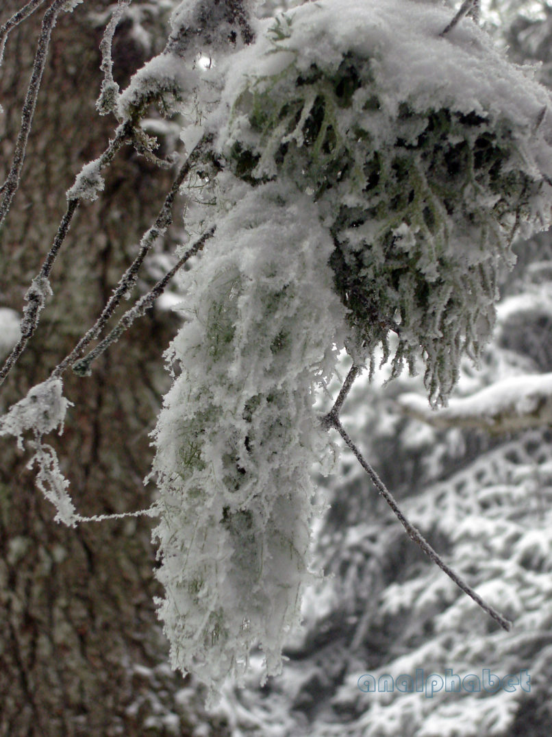 MARCHANTIOPHYTA 1 [?], PARNITHA-2