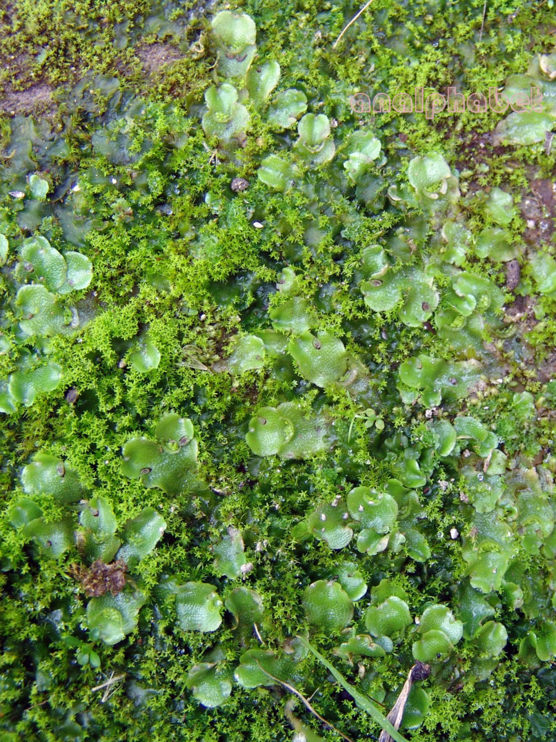 MARCHANTIOPHYTA 11 [?], ZAKYNTHOS-SARAKINADO-1