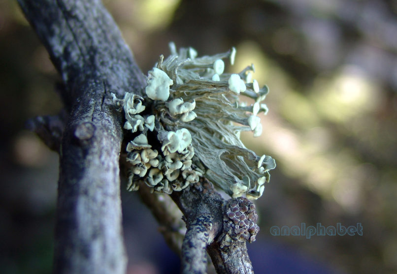 MARCHANTIOPHYTA 12 [?], PARNITHA-1