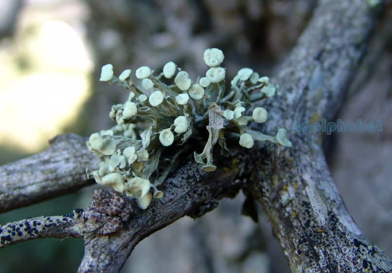 MARCHANTIOPHYTA 12 [?], PARNITHA-2