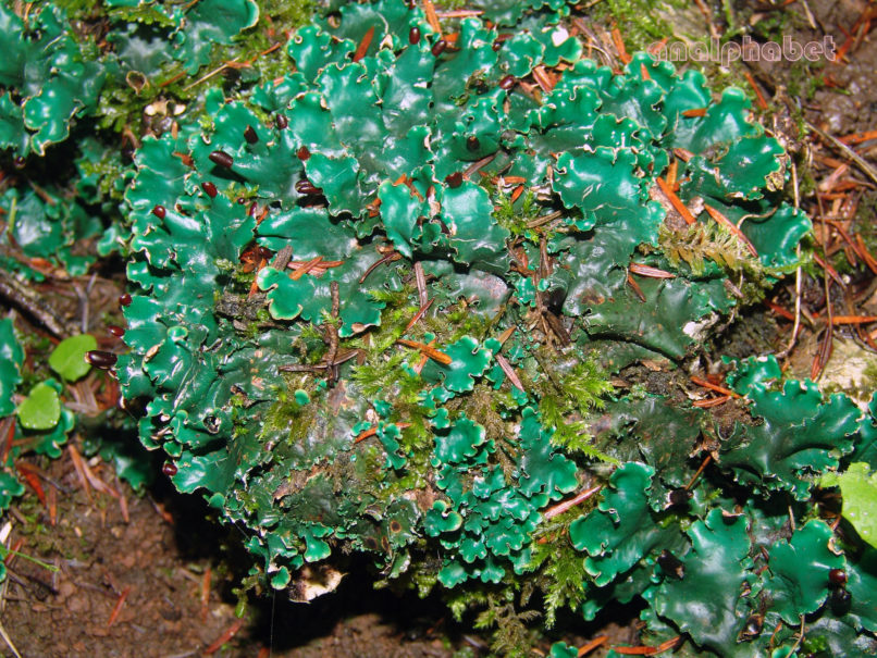 MARCHANTIOPHYTA 13 [?], PARNITHA-1