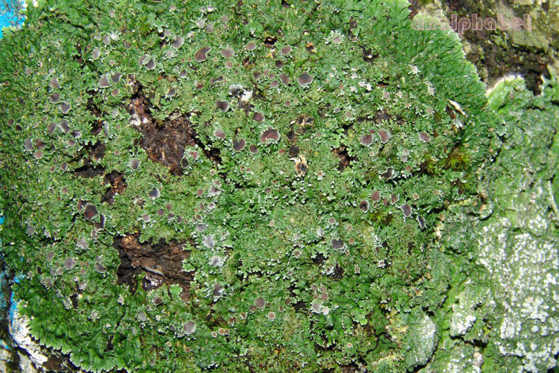 MARCHANTIOPHYTA 13 [?], PARNITHA-2