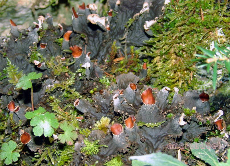 MARCHANTIOPHYTA 13 [?], PARNITHA-3