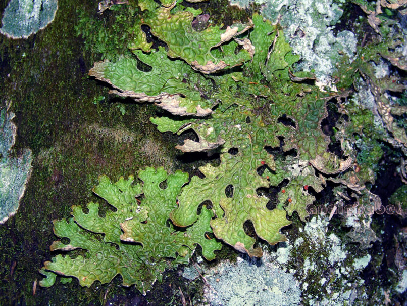 MARCHANTIOPHYTA 14 [?], PARNITHA-1