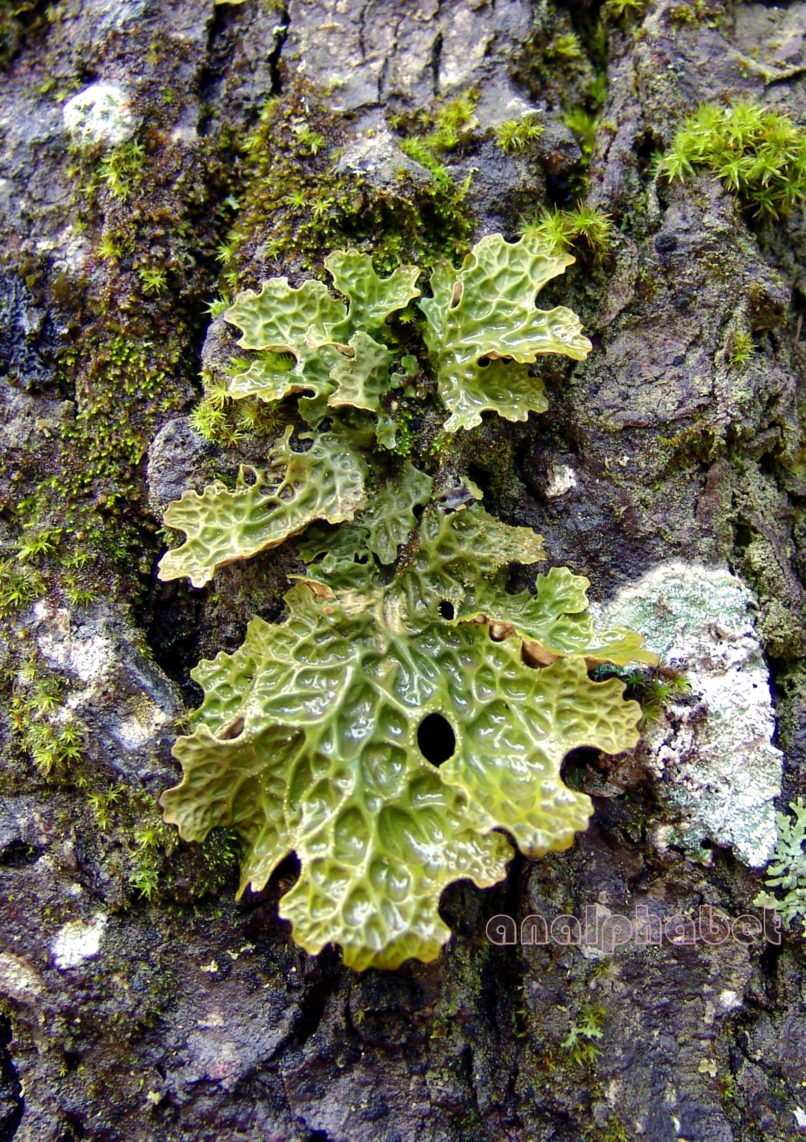 MARCHANTIOPHYTA 14 [?], PARNITHA-2