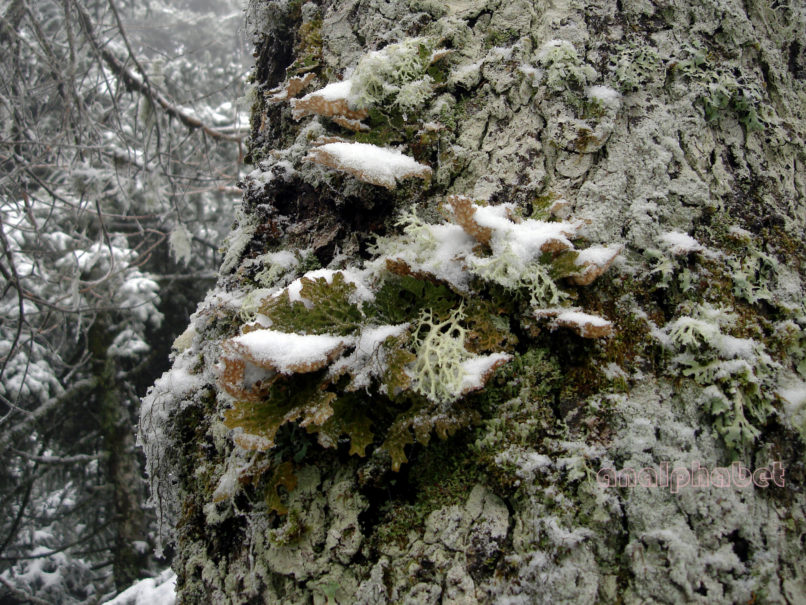 MARCHANTIOPHYTA 14 [?], PARNITHA-3