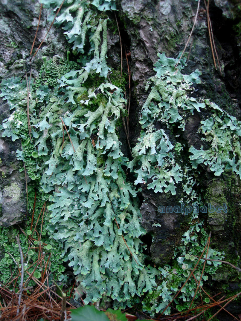 MARCHANTIOPHYTA 15 [?], PARNITHA-1