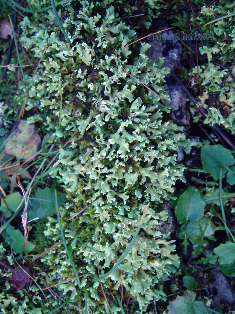 MARCHANTIOPHYTA 15 [?], PARNITHA-2