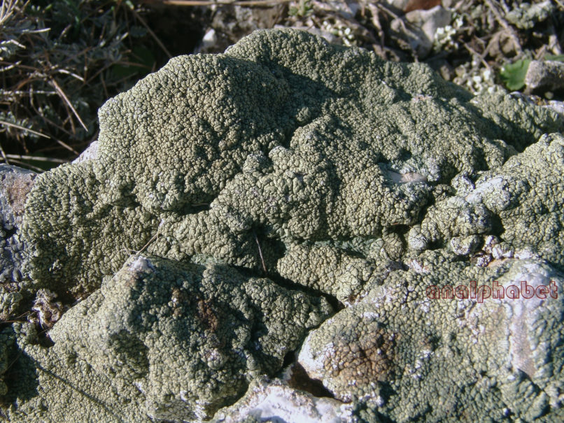 MARCHANTIOPHYTA 16 [?], PARNITHA-1