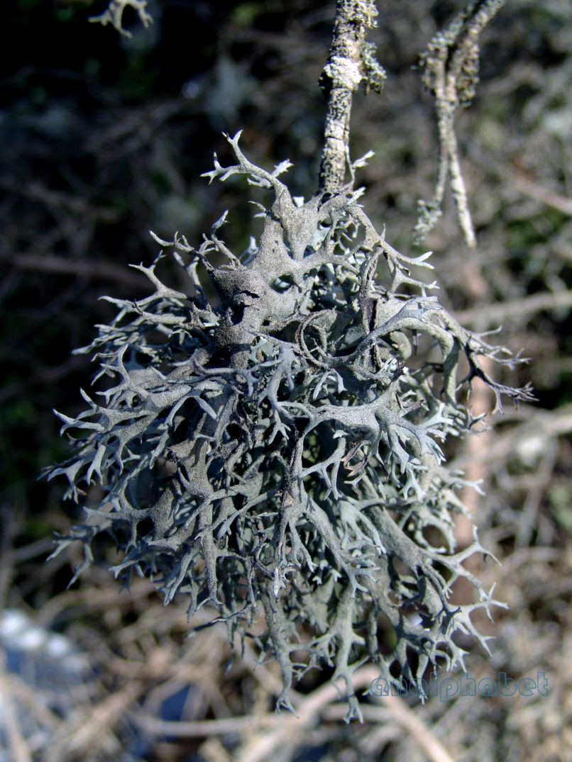MARCHANTIOPHYTA 2 [?], PARNITHA-2