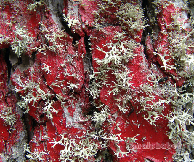 MARCHANTIOPHYTA 2 [?], PARNITHA-1