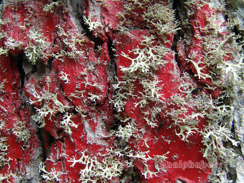 MARCHANTIOPHYTA 2 [?], PARNITHA-1