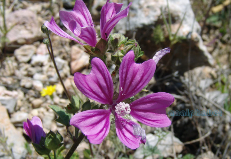Malva sylvestris (L.), PARNITHA-1
