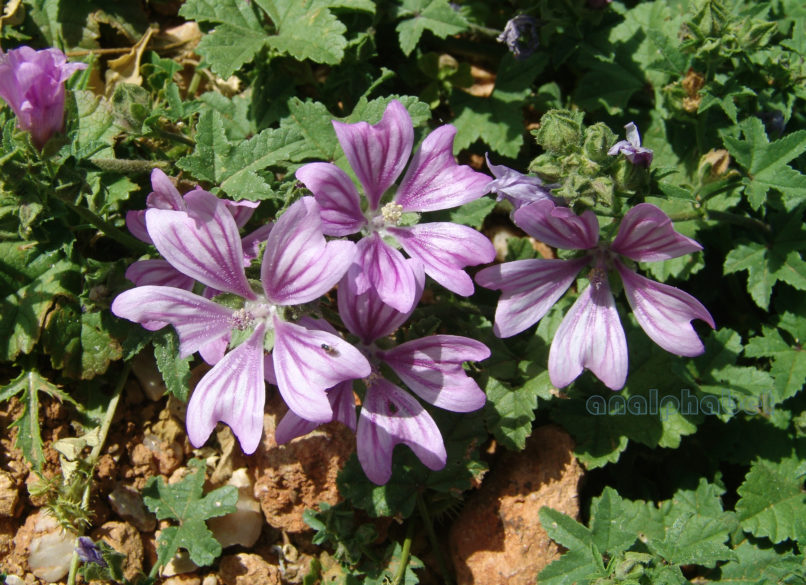Malva sylvestris (L.), PARNITHA-2