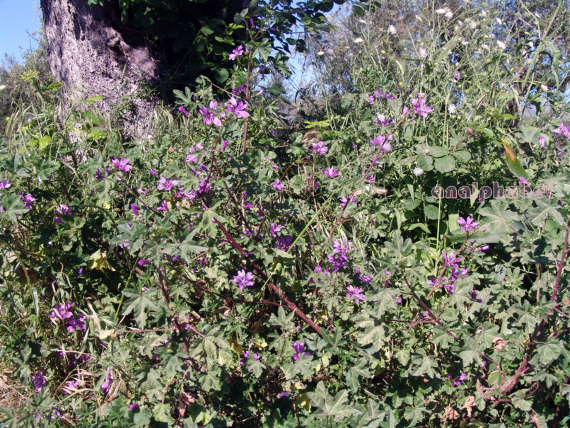 Malva sylvestris (L.), ZAKYNTHOS-SARAKINADO-1