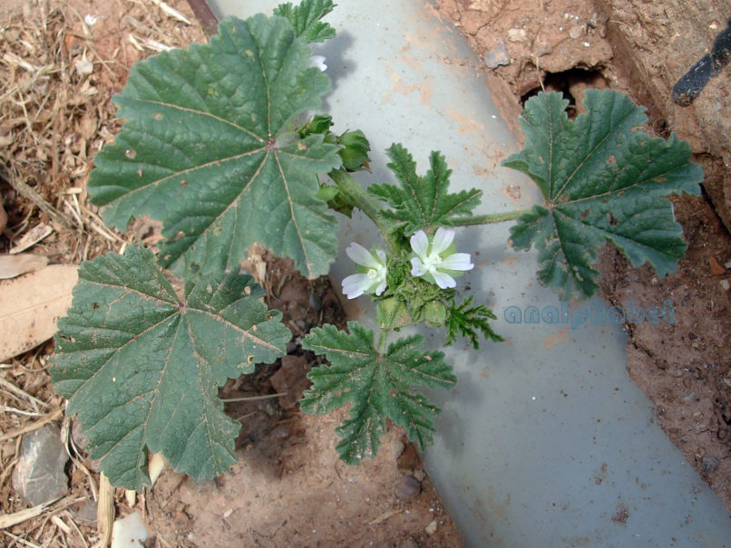Malvaceae 1 [?], PELOPONISSOS-EGIO-1