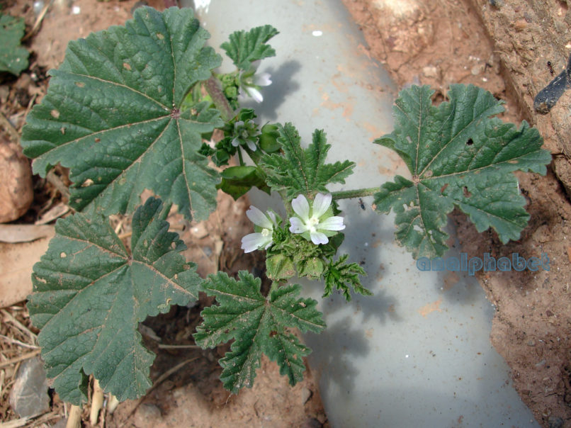 Malvaceae 1 [?], PELOPONISSOS-EGIO-2