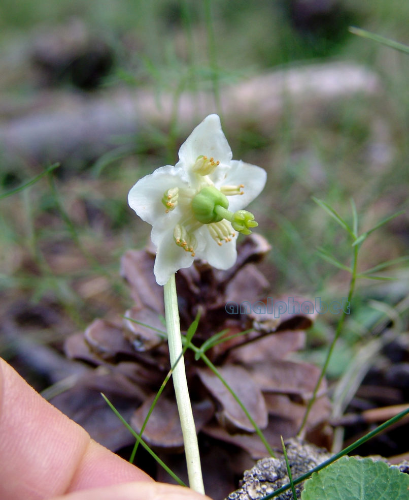 Moneses uniflora (L.) [Pyrola uniflora], OLYMPOS-1