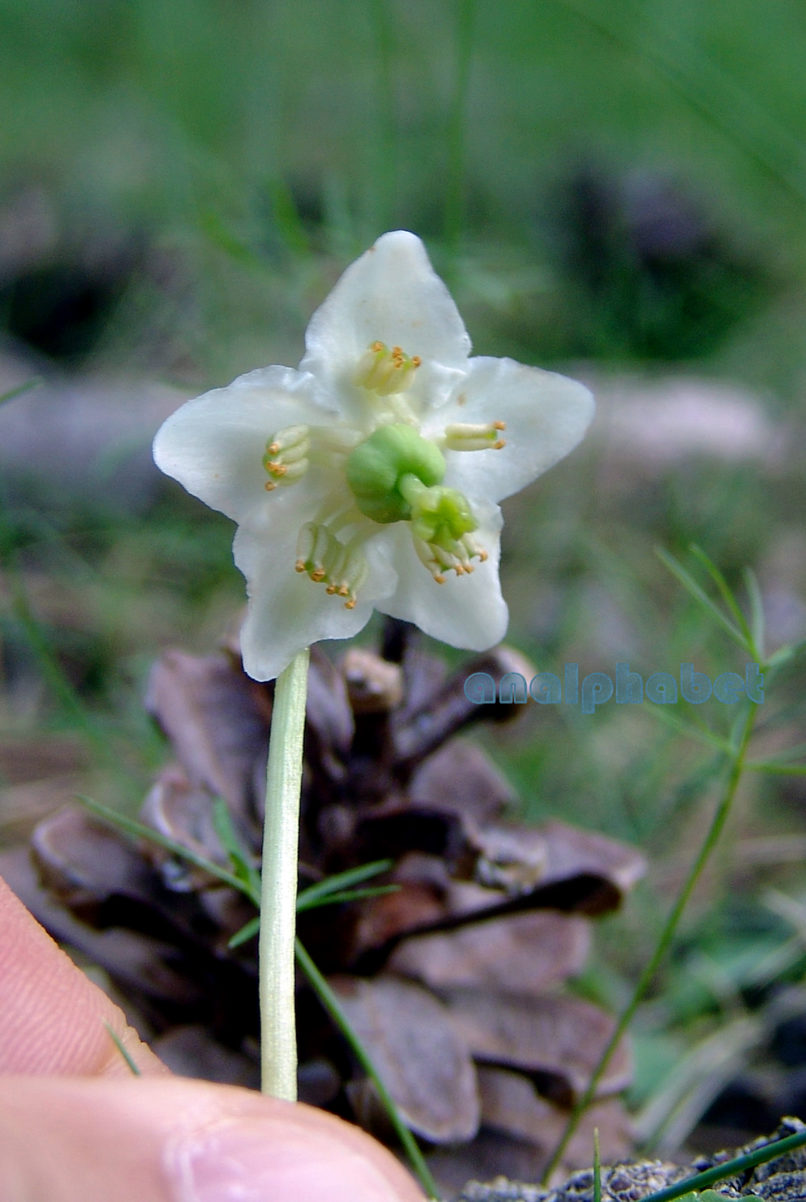 Moneses uniflora (L.) [Pyrola uniflora], OLYMPOS-2